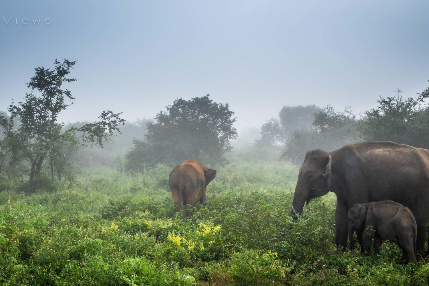 Elephants image